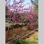 L'arbre A Soleil