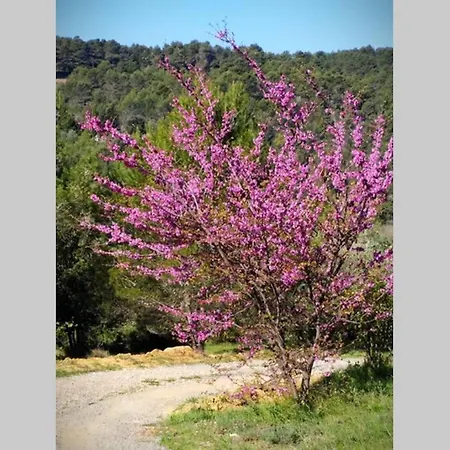 L'arbre A Soleil Сasa de vacaciones *