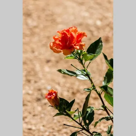 別荘 L'arbre A Soleil エギュ・ヴィーヴ