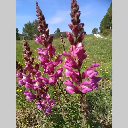 L'arbre A Soleil エギュ・ヴィーヴ