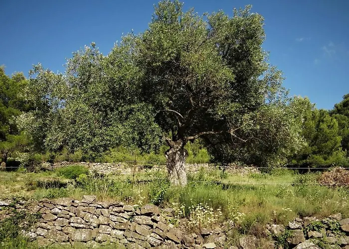 L'arbre A Soleil Σπίτι διακοπών Aigues-Vives (Herault)