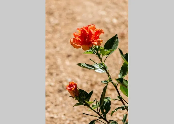 Σπίτι διακοπών L'arbre A Soleil Aigues-Vives (Herault)