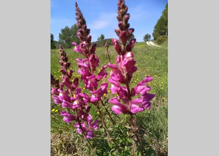 L'arbre A Soleil Aigues-Vives (Herault)